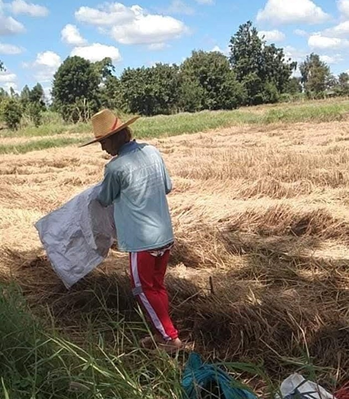 Le riz en Thaïlande